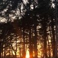 coucher de soleil dans la pinède morbihannaise